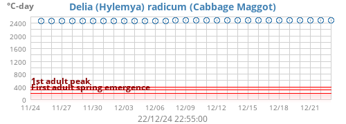 Cabbage Maggot